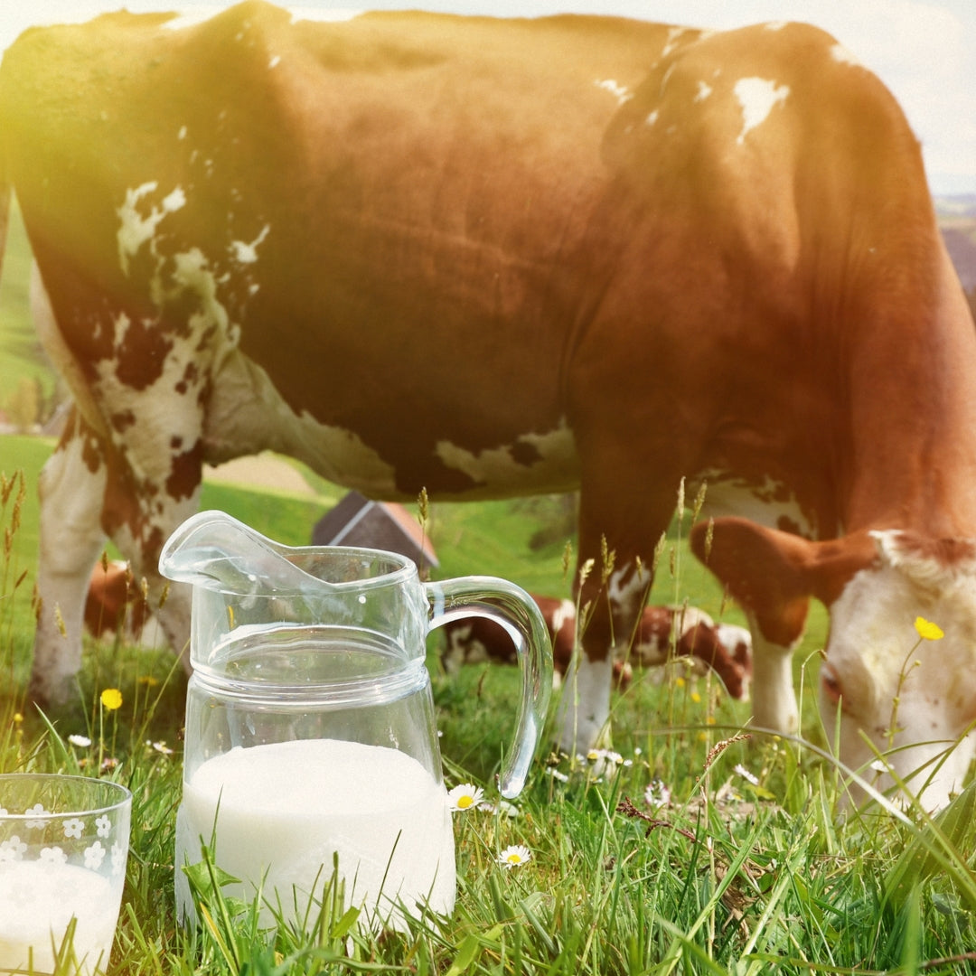 Revefore Milk Calcium