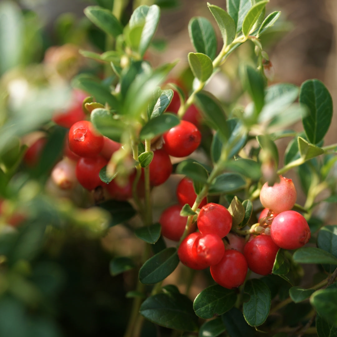 Revefore Probiotic for Woman