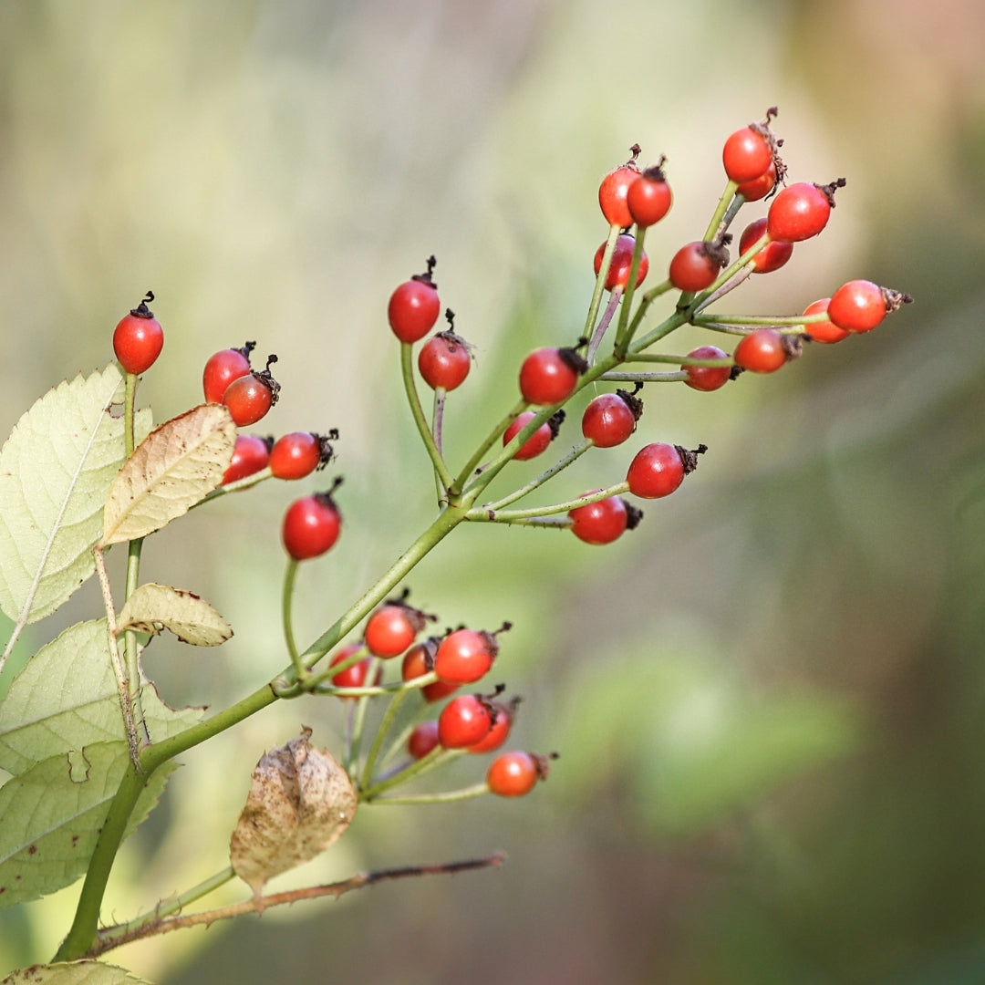 Revefore Skin Whitening