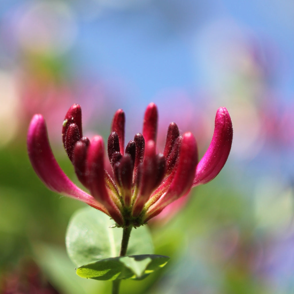 Revefore Lung Detox