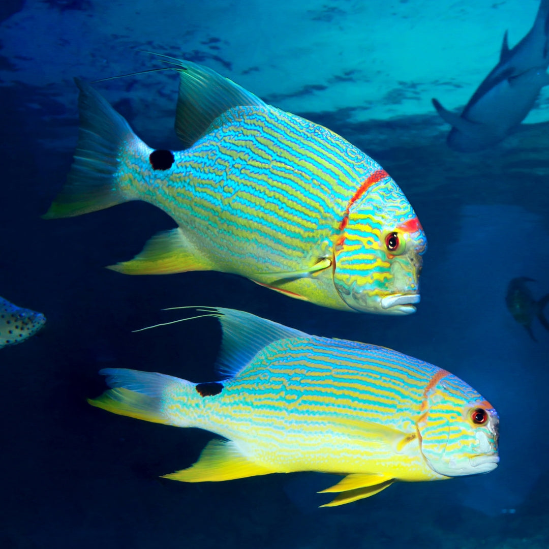 Revefore Omega Triple Fish Oil