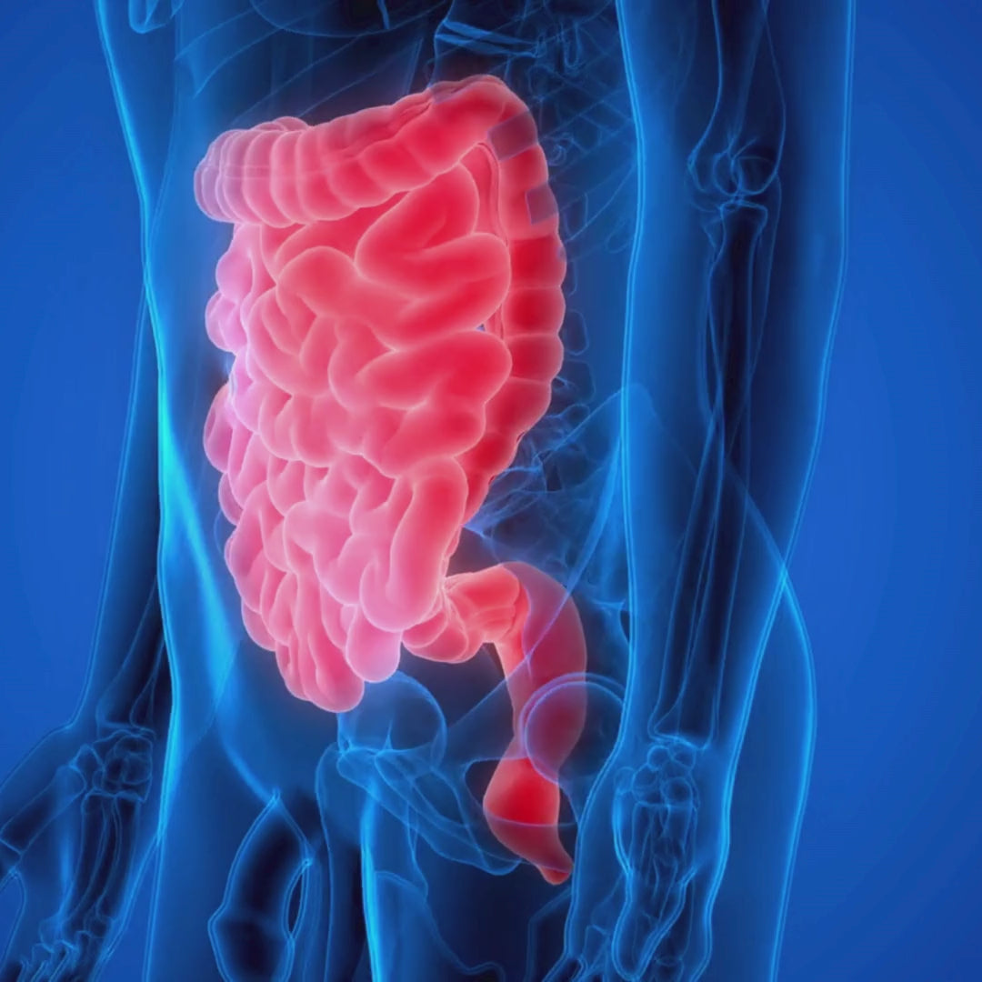 Revefore Probiotic for Senior